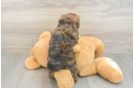 Maltipoo Pup Being Cute