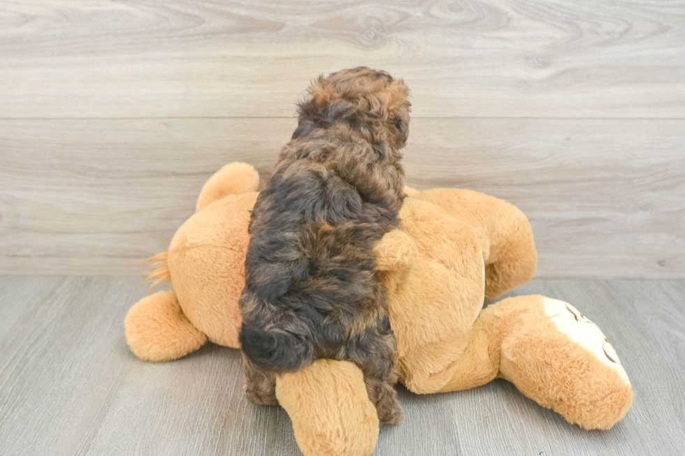 Maltipoo Pup Being Cute