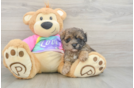 Best Maltipoo Baby