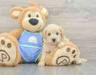 8 week old Maltipoo Puppy For Sale - Lone Star Pups