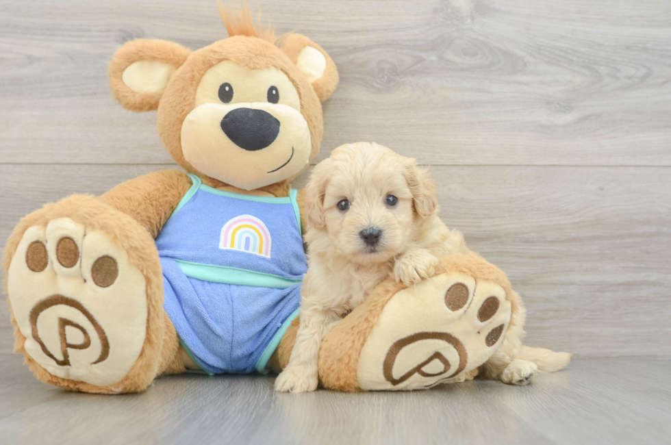 6 week old Maltipoo Puppy For Sale - Lone Star Pups