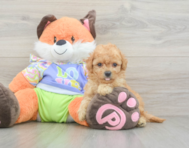 7 week old Maltipoo Puppy For Sale - Lone Star Pups