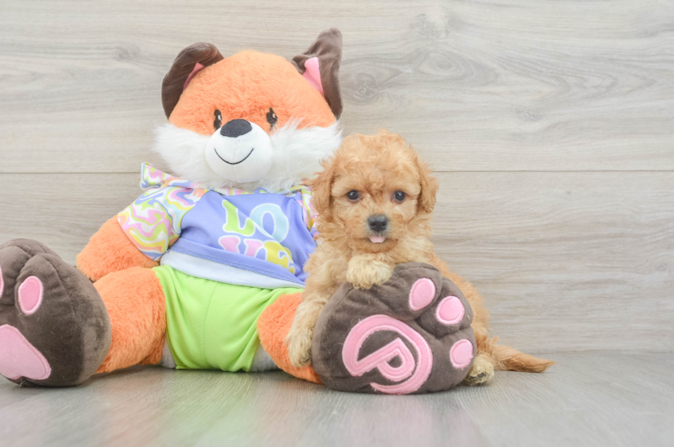 5 week old Maltipoo Puppy For Sale - Lone Star Pups