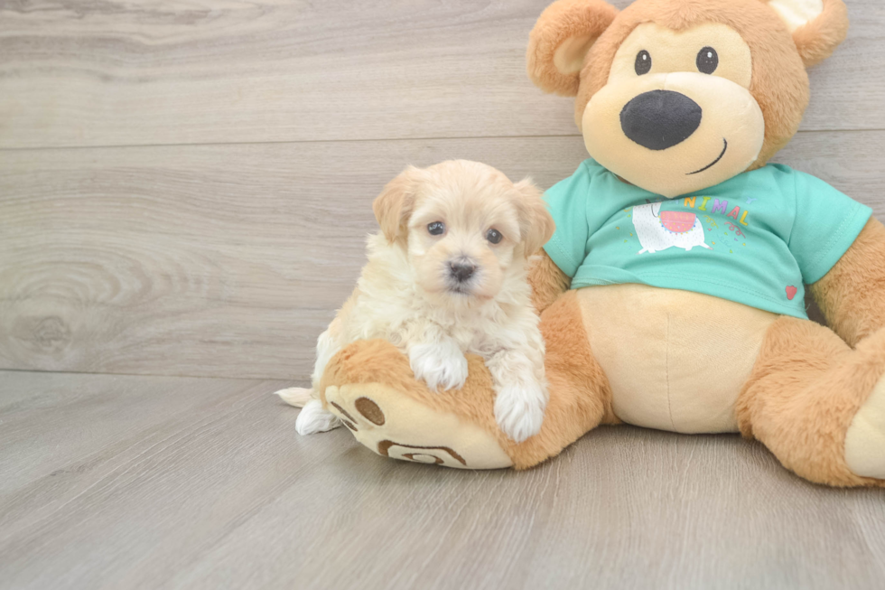 Meet Wrigley - our Maltipoo Puppy Photo  2/3 - Lone Star Pups Maltipoo Puppy for Adoption
