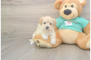 Meet Wrigley - our Maltipoo Puppy Photo  2/3 - Lone Star Pups Maltipoo Puppy for Adoption
