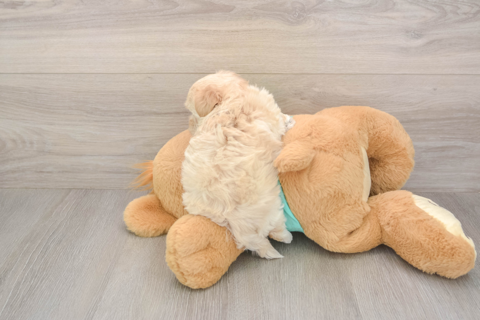 Meet Wrigley - our Maltipoo Puppy Photo  3/3 - Lone Star Pups Playful Maltidoodle Poodle Mix Puppy