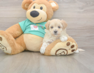 8 week old Maltipoo Puppy For Sale - Lone Star Pups