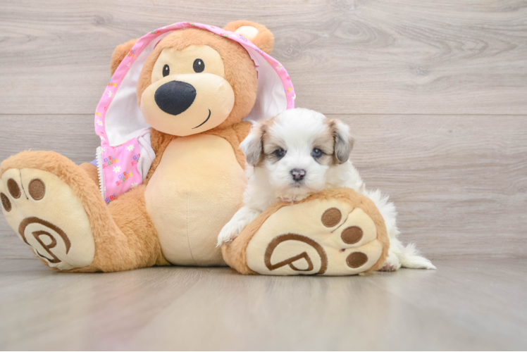 Maltipoo Puppy for Adoption