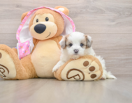 7 week old Maltipoo Puppy For Sale - Lone Star Pups