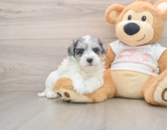 8 week old Maltipoo Puppy For Sale - Lone Star Pups