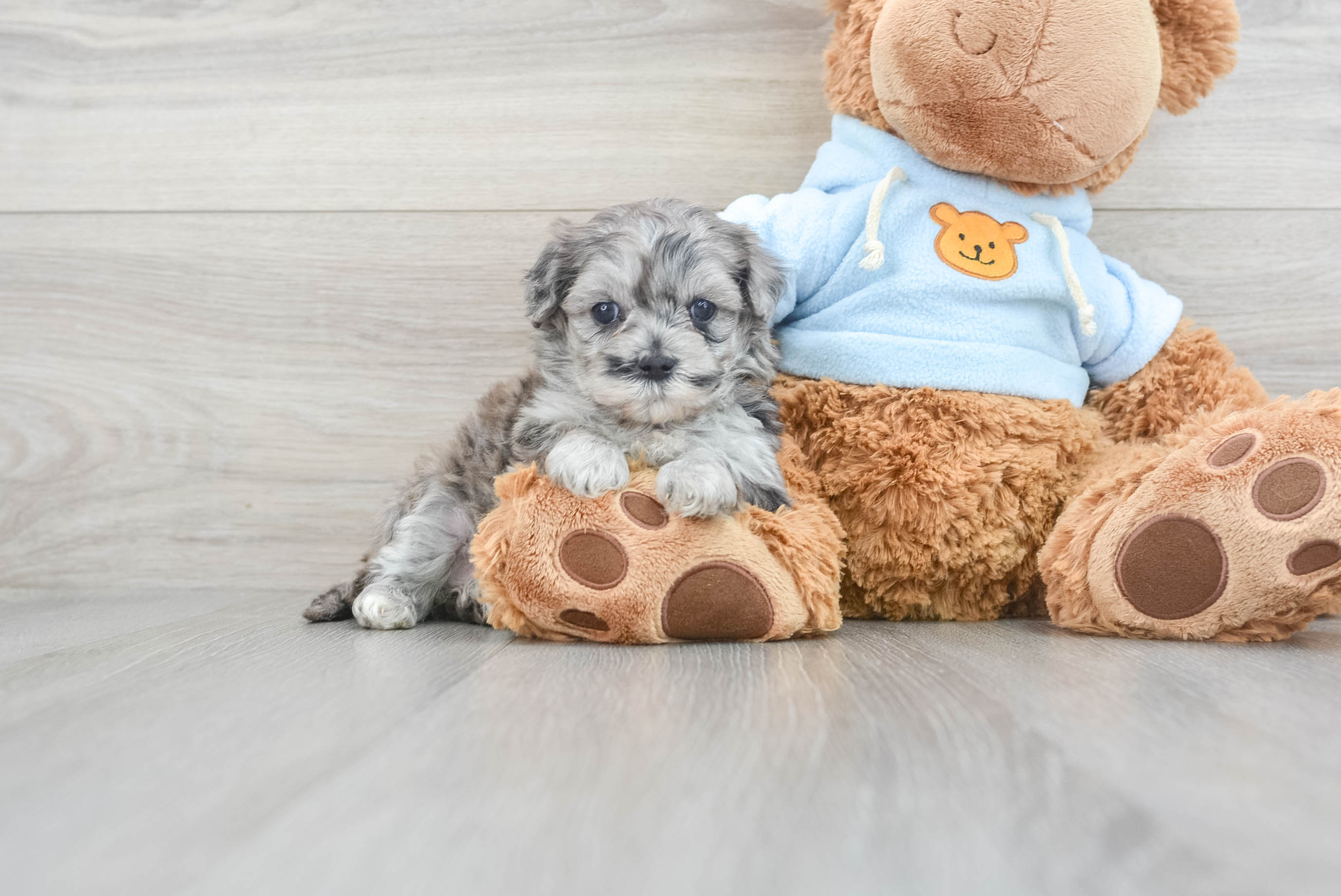Maltipoo Pup Being Cute
