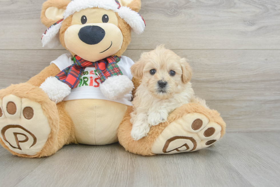 Happy Maltipoo Baby