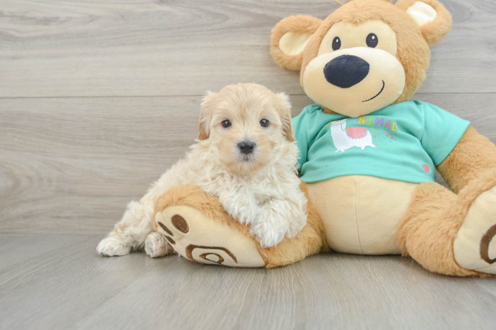 Petite Maltipoo Poodle Mix Pup