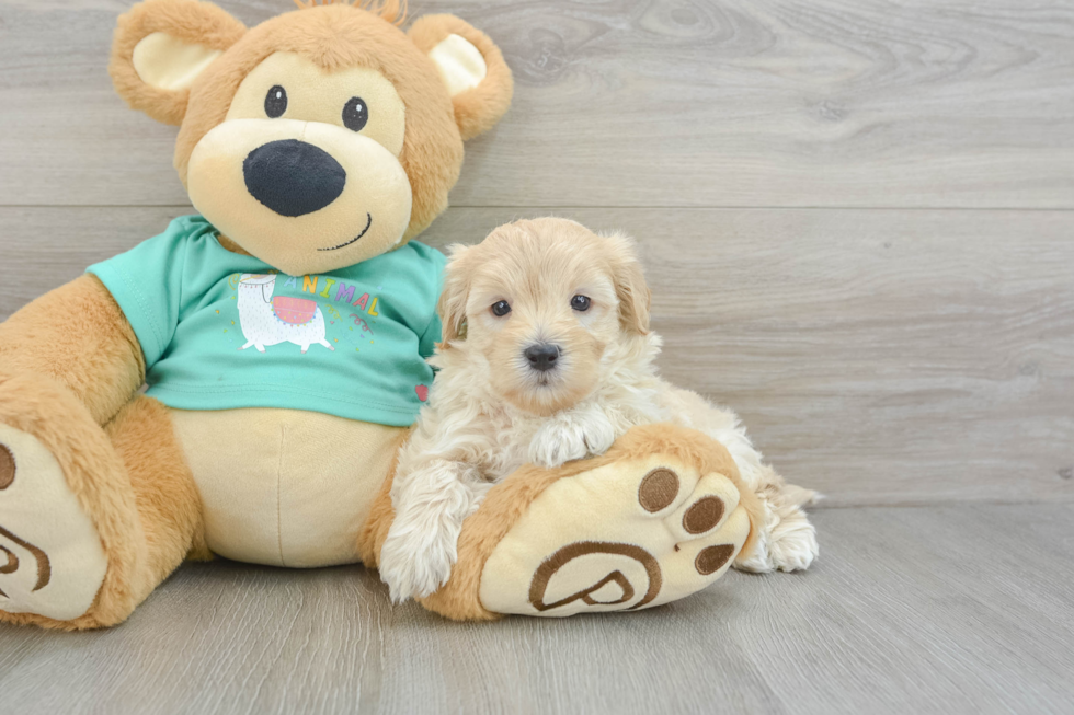 Best Maltipoo Baby