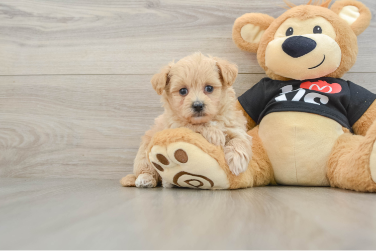 Small Maltipoo Baby