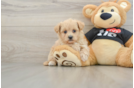 Small Maltipoo Baby