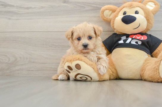 Small Maltipoo Baby