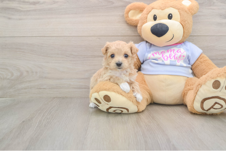 Little Malt Oodle Poodle Mix Puppy