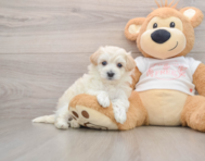 8 week old Maltipoo Puppy For Sale - Lone Star Pups