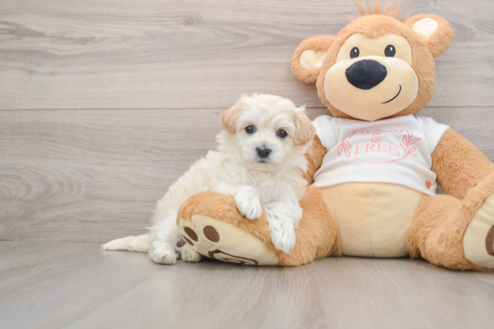 Sweet Maltipoo Baby