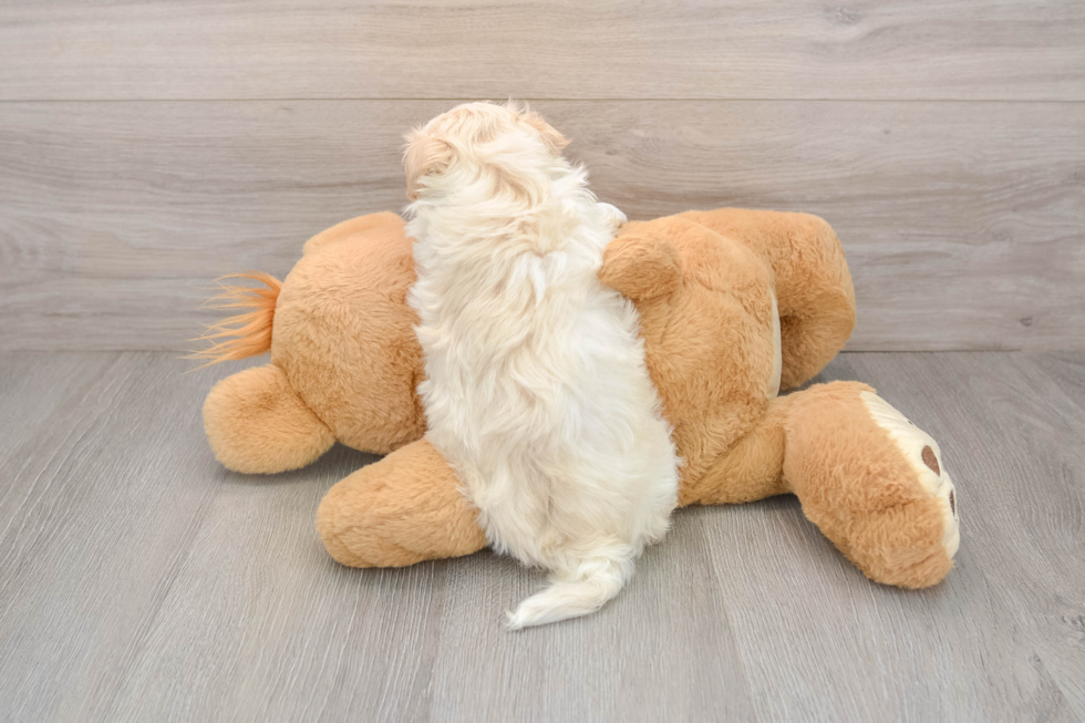 Adorable Malt a Poo Poodle Mix Puppy