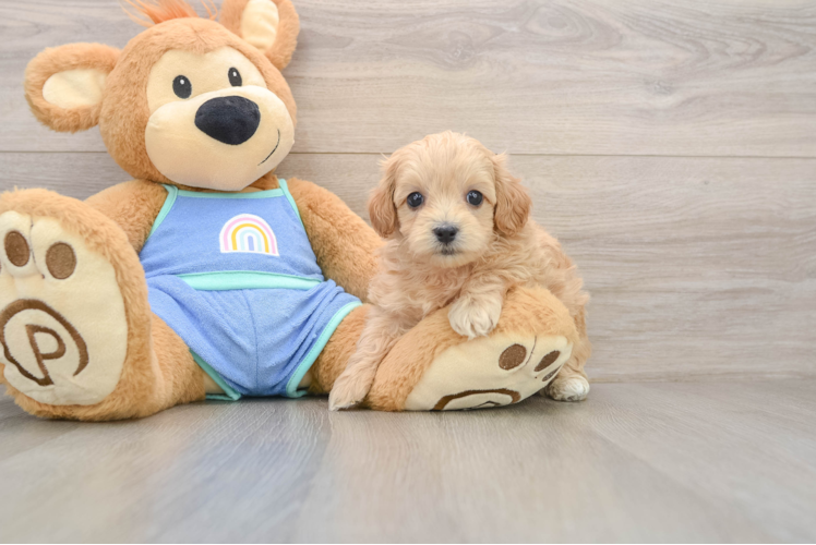 Popular Maltipoo Poodle Mix Pup