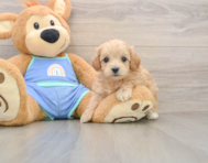 7 week old Maltipoo Puppy For Sale - Lone Star Pups