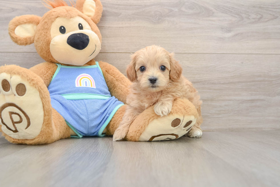 Popular Maltipoo Poodle Mix Pup