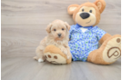 Cute Maltipoo Baby
