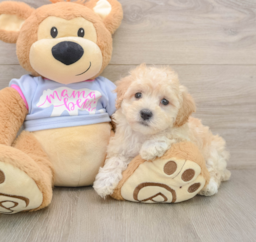 8 week old Maltipoo Puppy For Sale - Lone Star Pups