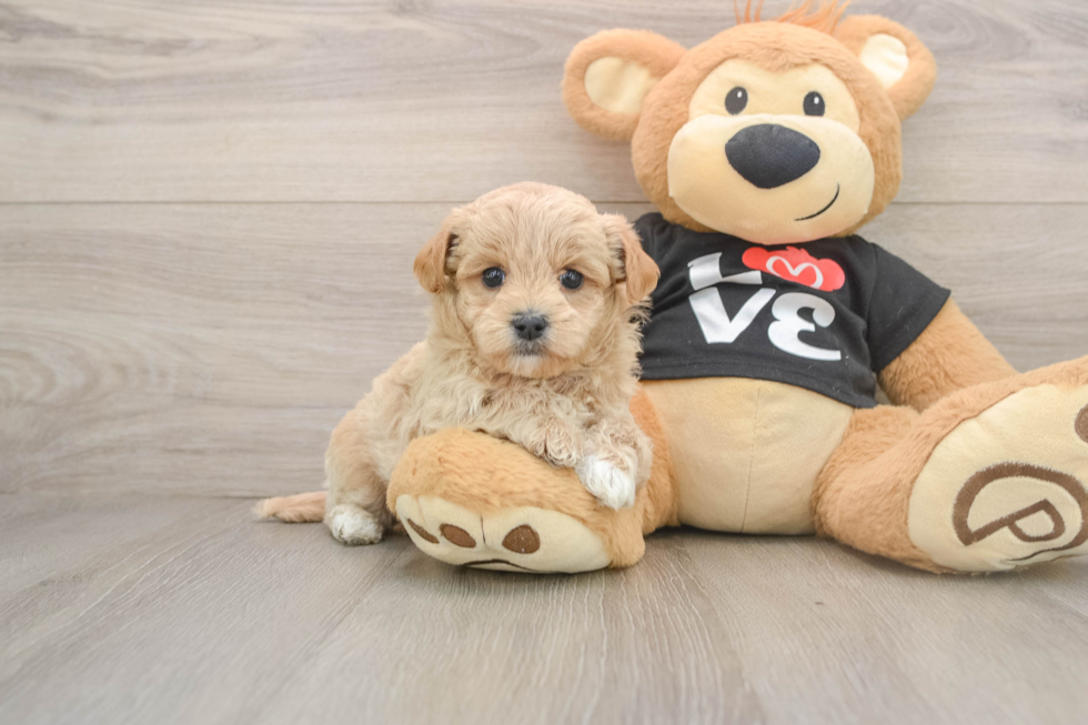 Maltipoo Pup Being Cute