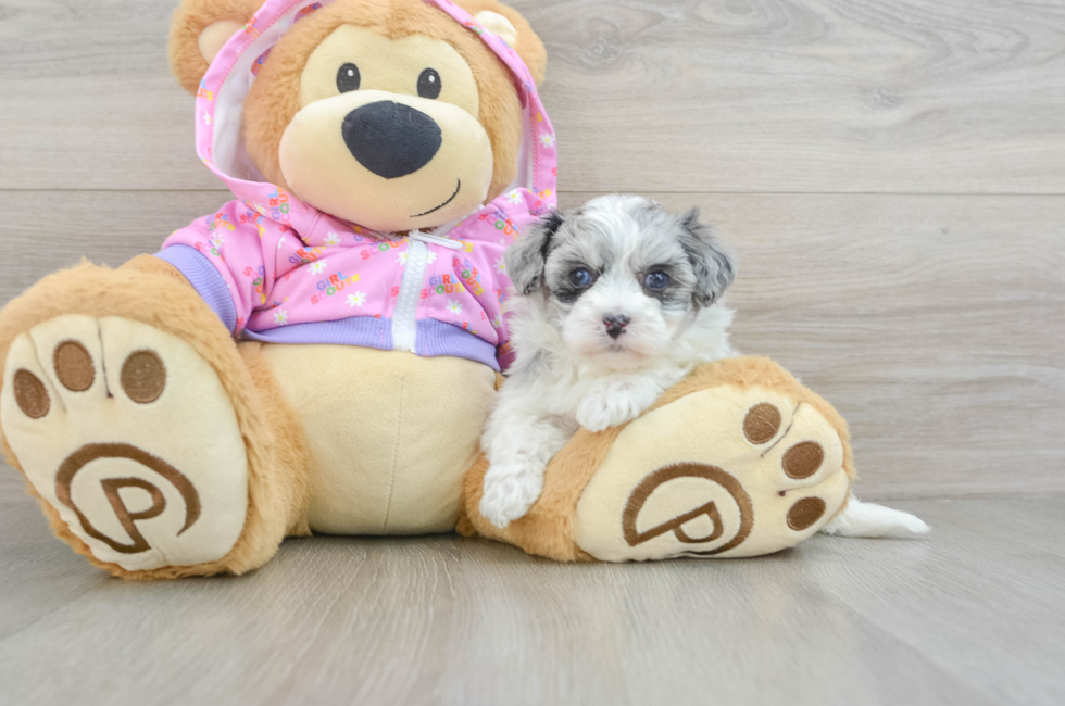 7 week old Maltipoo Puppy For Sale - Lone Star Pups