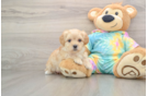 Happy Maltipoo Baby