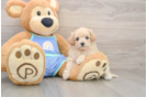 Energetic Moodle Poodle Mix Puppy