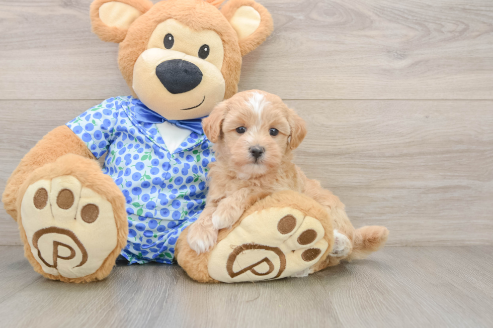 Smart Maltipoo Poodle Mix Pup