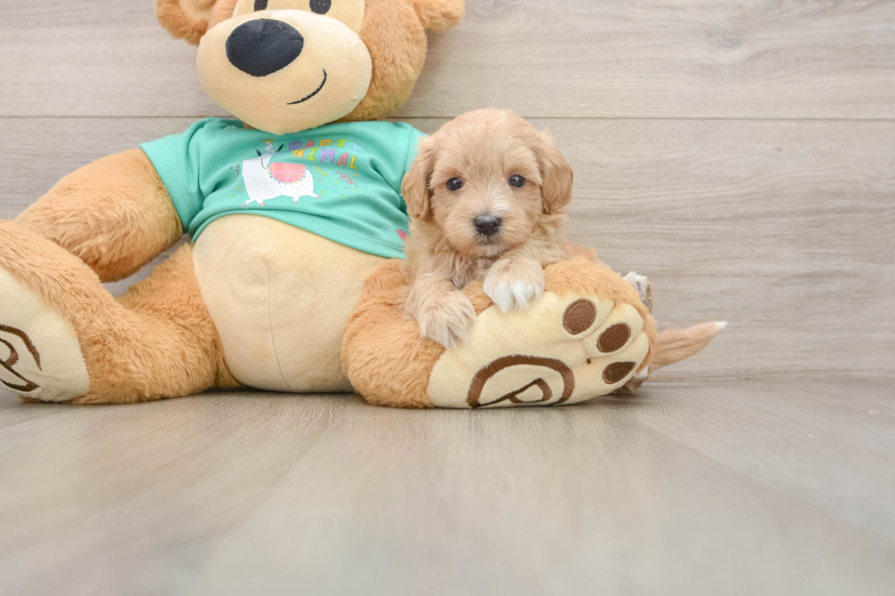 Maltipoo Puppy for Adoption