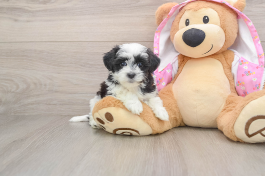 ZEINA, a Maltipoo littermate