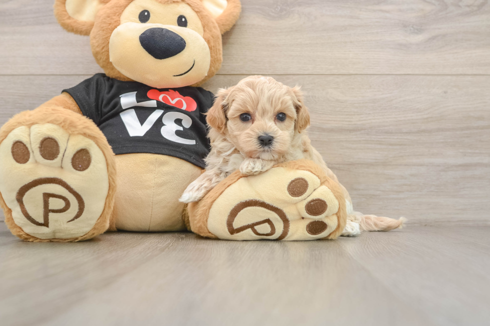 Maltipoo Puppy for Adoption