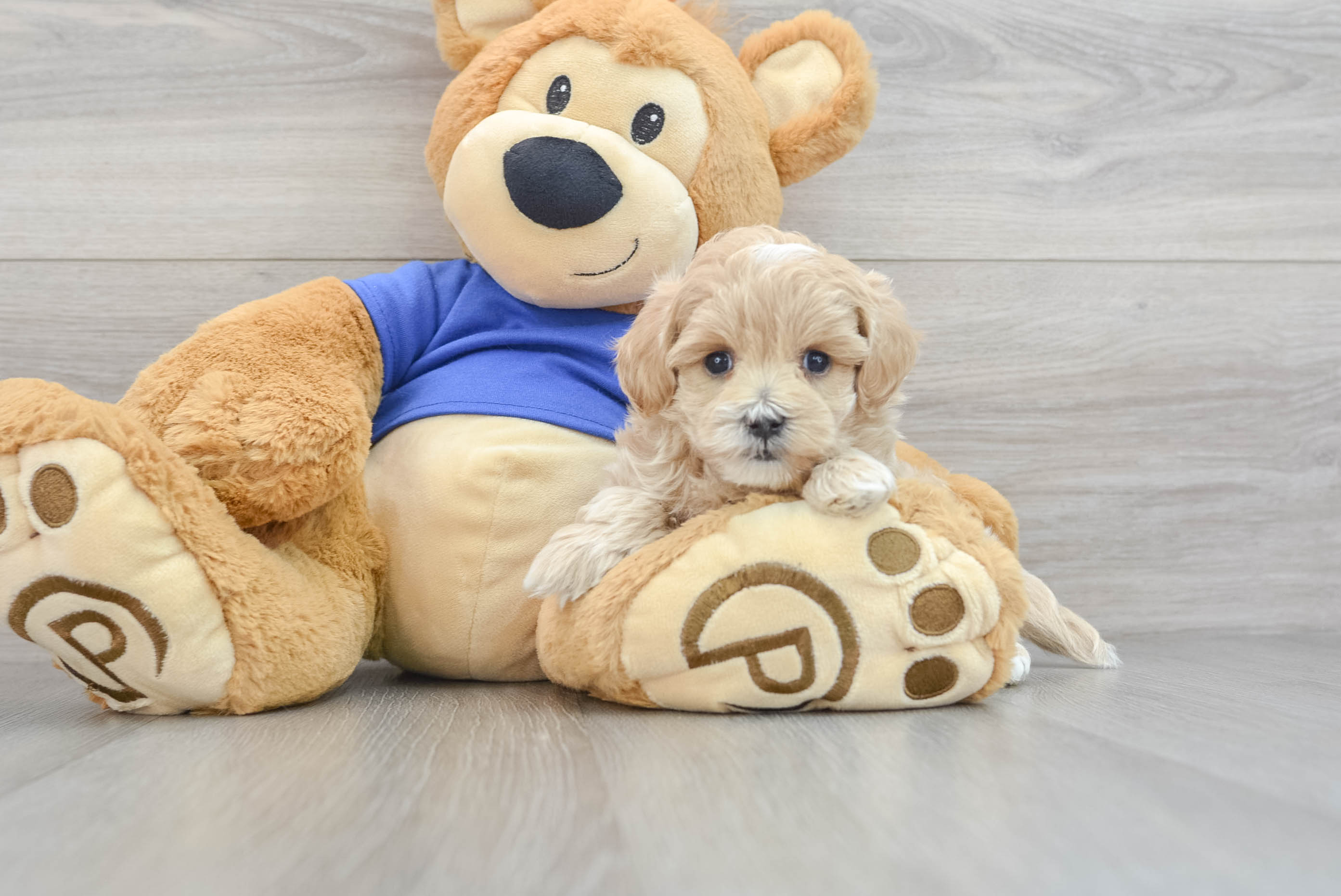 Energetic Maltese Poodle Poodle Mix Puppy