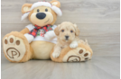 Popular Maltipoo Poodle Mix Pup