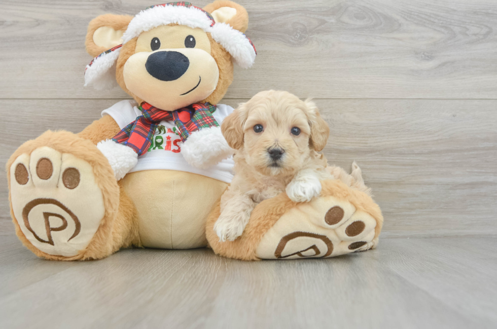 6 week old Maltipoo Puppy For Sale - Lone Star Pups