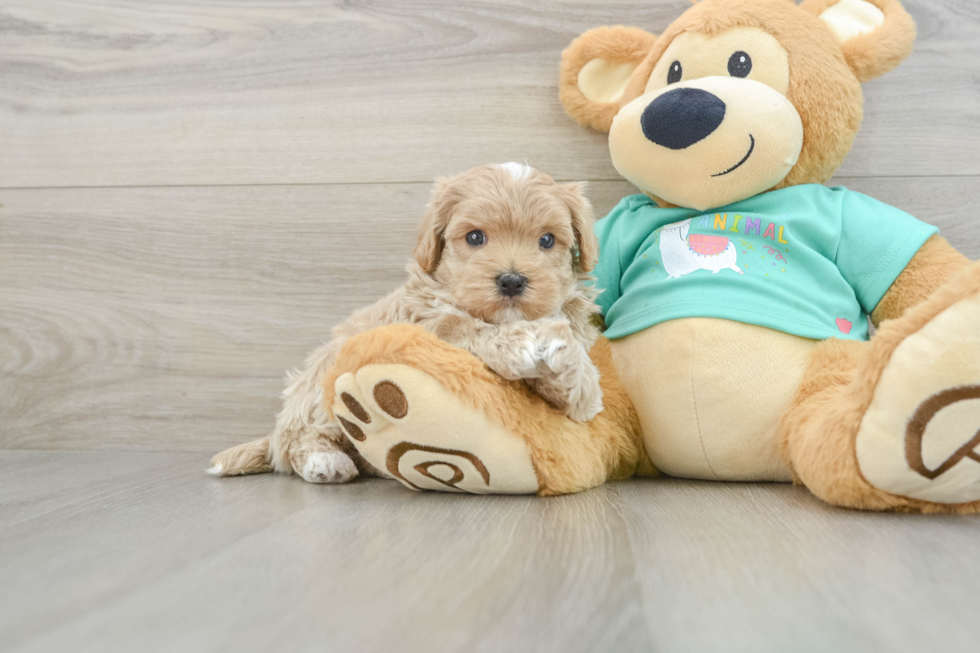 Adorable Maltepoo Poodle Mix Puppy