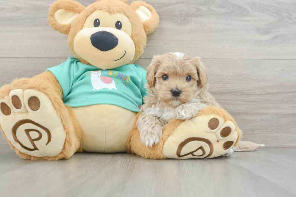 Maltipoo Pup Being Cute