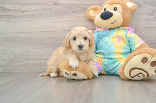 Maltipoo Puppy for Adoption