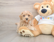 9 week old Maltipoo Puppy For Sale - Lone Star Pups