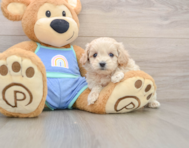 8 week old Maltipoo Puppy For Sale - Lone Star Pups