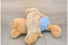 Petite Maltipoo Poodle Mix Pup