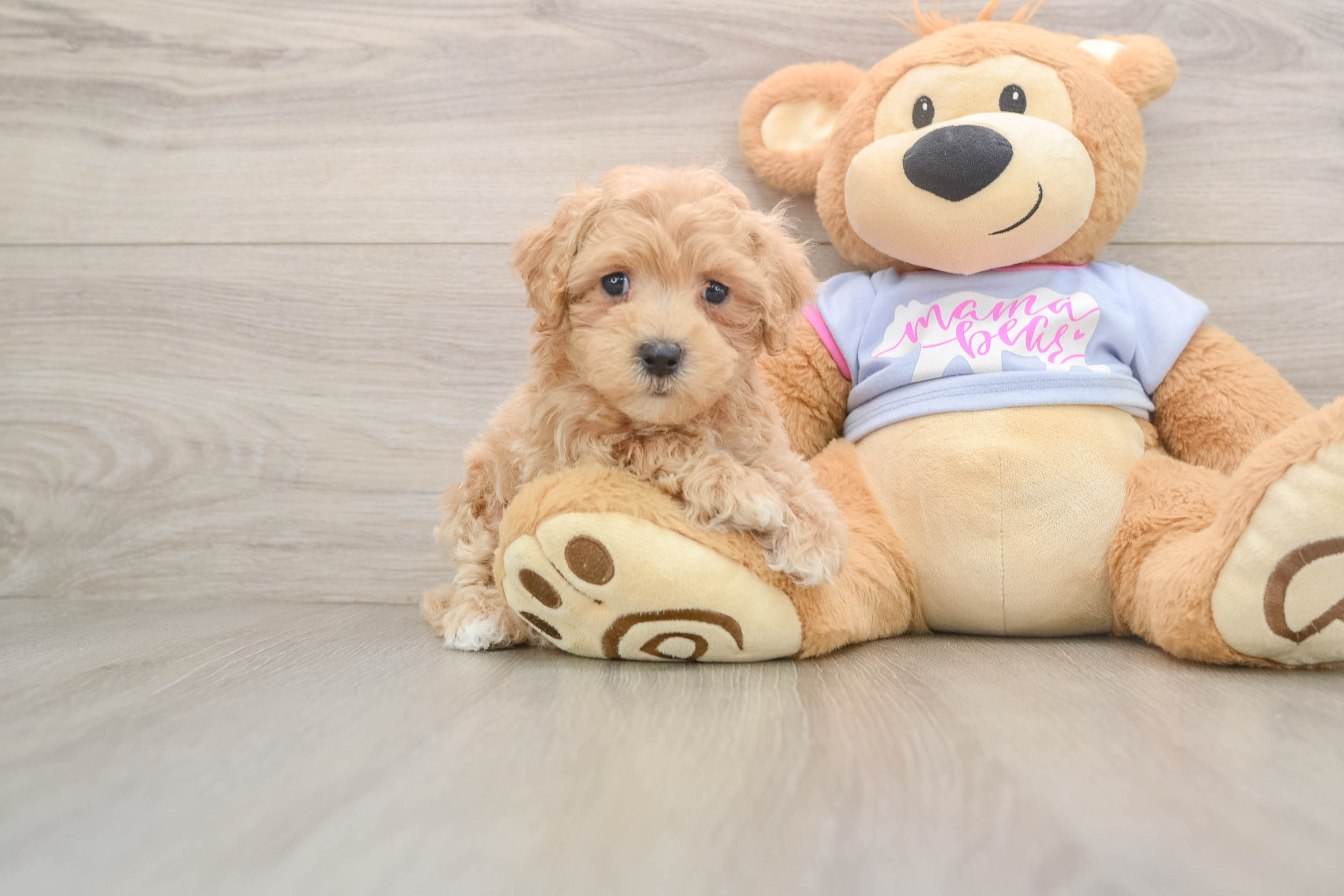 Maltipoo Puppy for Adoption