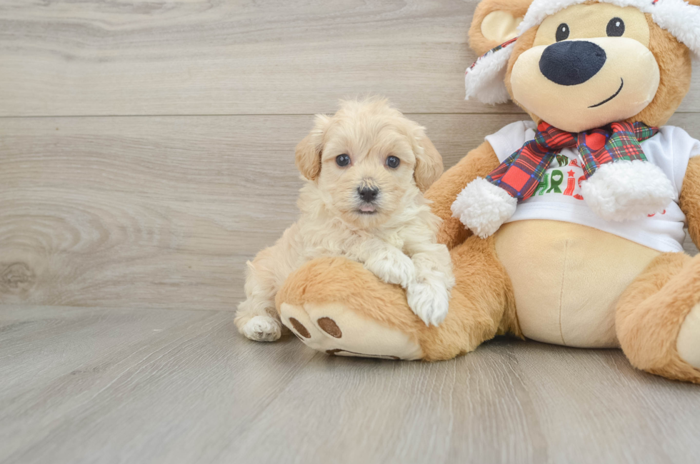 6 week old Maltipoo Puppy For Sale - Lone Star Pups