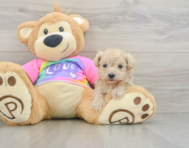 8 week old Maltipoo Puppy For Sale - Lone Star Pups